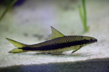 Kırmızı-yosun yiyen (Crossocheilus langei)