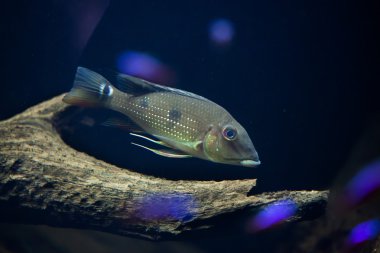 Threespot eartheater (Satanoperca arka plan programı)