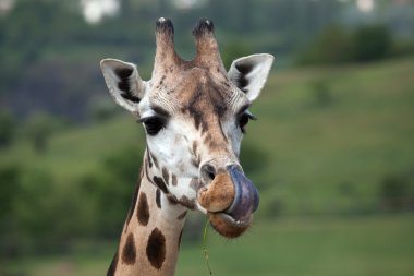 zürafa camelopardalis rothschildi