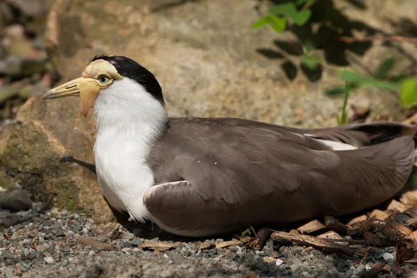 Álarcos bíbic (Vanellus miles miles) — Stock Fotó