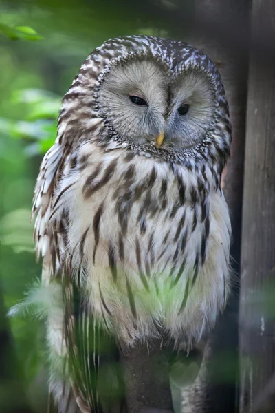 Uraluggla (Strix uralensis)) — Stockfoto