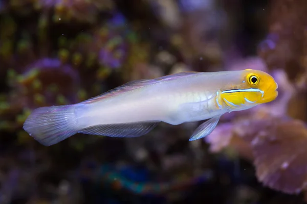 Blueband 제 (Valenciennea strigata) — 스톡 사진