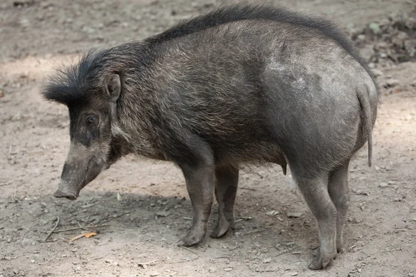 Porco-verruga Visayan — Fotografia de Stock