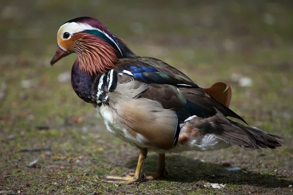 Mandarínská kachna (Aix galericulata) — Stock fotografie