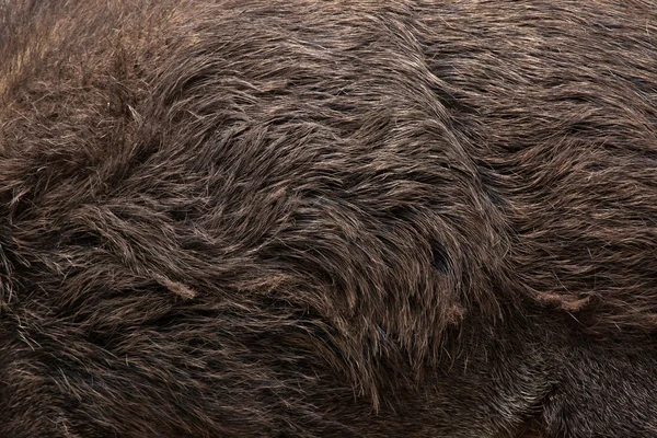 Текстура шкіри дикого кабана — стокове фото
