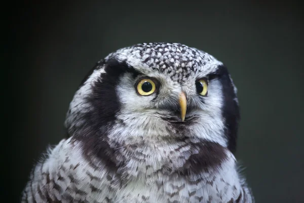 Northern hawk-owl (Surnia ulula) — Stock Photo, Image