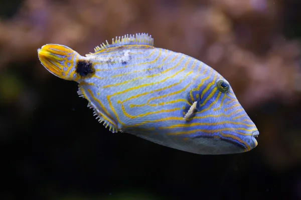 Orange lined triggerfish — Stock Photo, Image