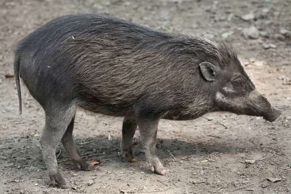 Porco-verruga Visayan — Fotografia de Stock