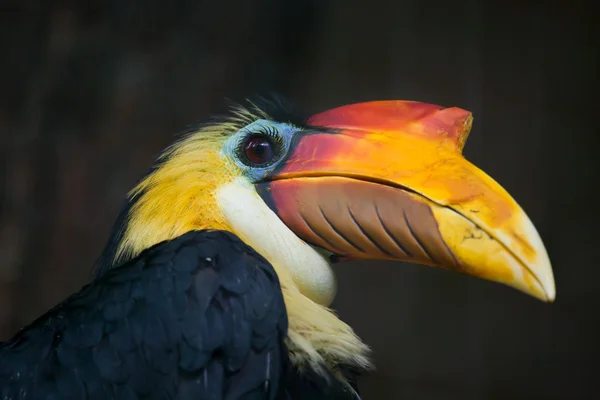 Sonnenfaltiger Hornvogel — Stockfoto
