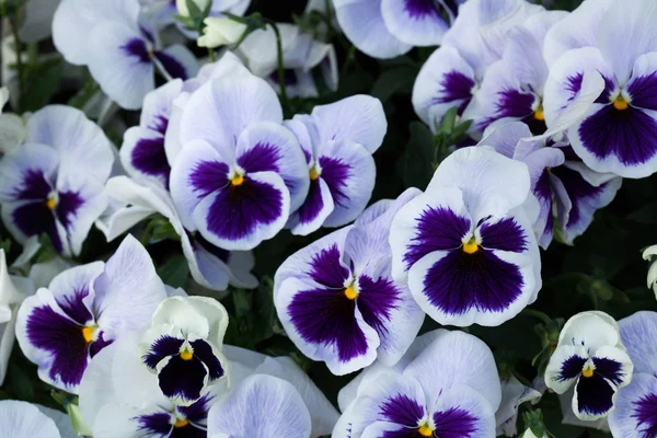 Jardim Flores de Pansy — Fotografia de Stock