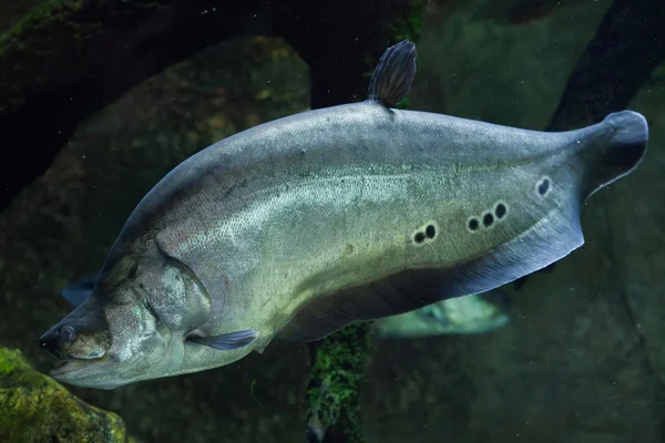 ピエロ knifefish (Chitala の華やかです) — ストック写真