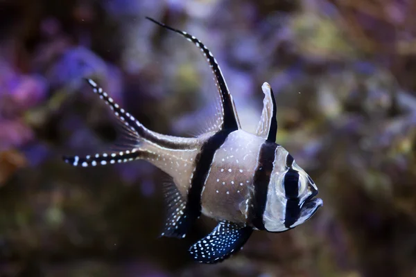 Peixes-cardeais de Banggai (Pterapogon kauderni ) — Fotografia de Stock
