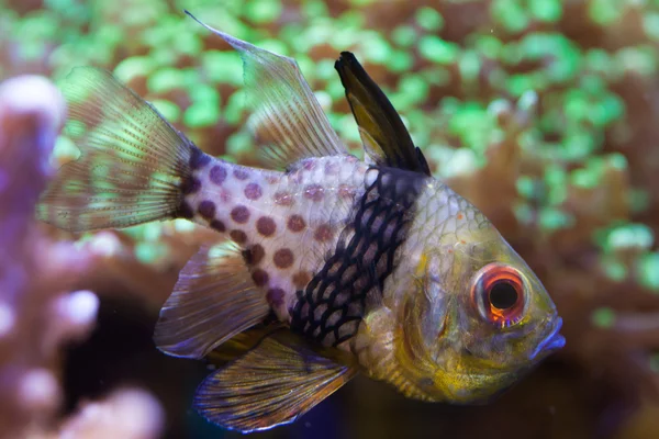 Cardenalfish pijama (Sphaeramia nematoptera ) — Foto de Stock