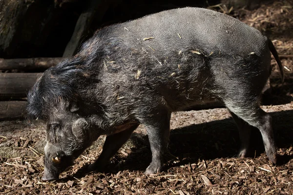 Cerdo verruga Visayan — Foto de Stock