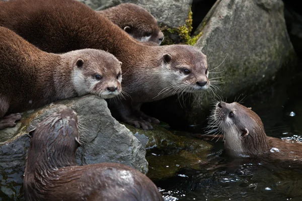 Oosterse kleine-klauwde otters — Stockfoto