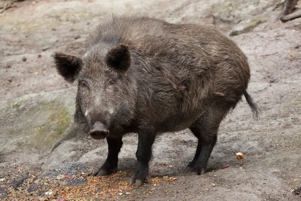 Yaban domuzu (Sus Scrofa) — Stok fotoğraf