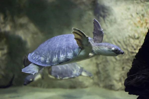 Речная черепаха — стоковое фото