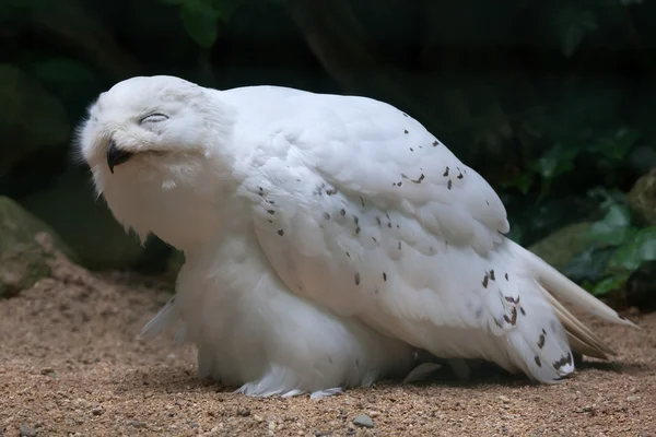 Burung hantu salju (Bubo scandiacus) — Stok Foto