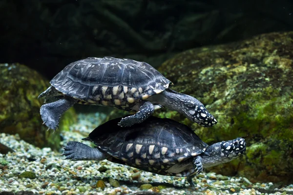 Schwarze Teichschildkröten — Stockfoto