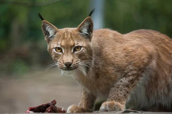 Lynx du Nord (Lynx lynx lynx lynx ) — Photo