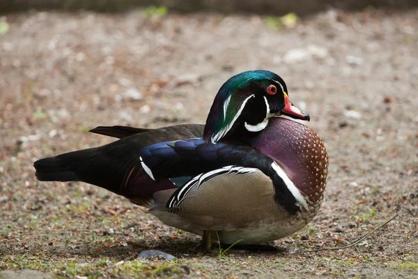 Carolina anka (Aix sponsa) — Stockfoto