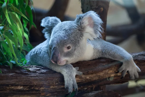 Bonito Queensland coala — Fotografia de Stock
