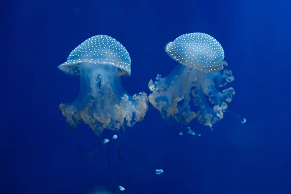 Medusas manchadas australianas — Foto de Stock