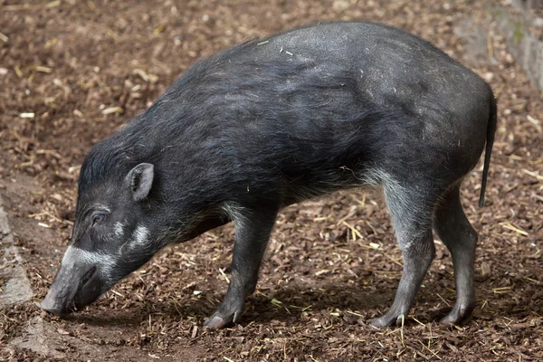 Висайская бородавчатая свинья — стоковое фото