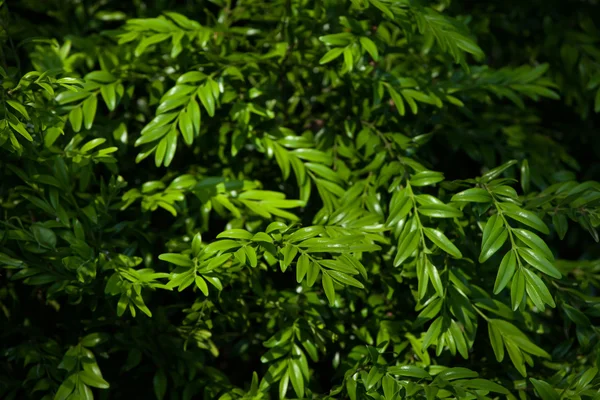 European boxwood (Buxus sempervirens) — Stock Photo, Image