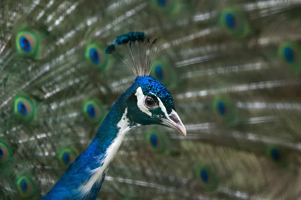 Peafowl indiano (Pavo cristatus ) — Fotografia de Stock