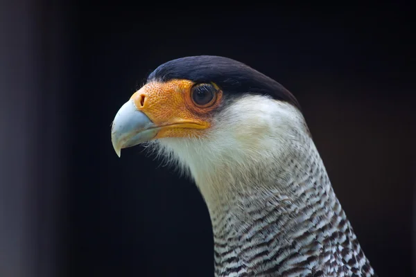 북부 볏된 caracara — 스톡 사진