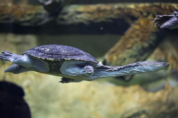 Tortue à cou de serpent de Siebenrock — Photo