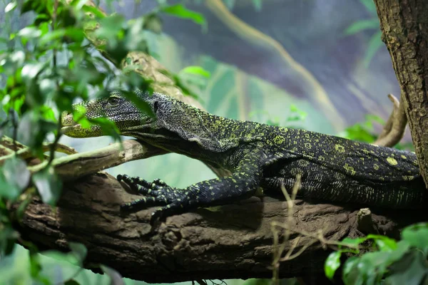 Crocodile monitor (Varanus salvadorii)
