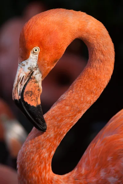 Карибский фламинго (Phoenicopterus ruber ) — стоковое фото