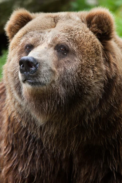Grizzly kontynentalnych (Ursus arctos horribilis) — Zdjęcie stockowe