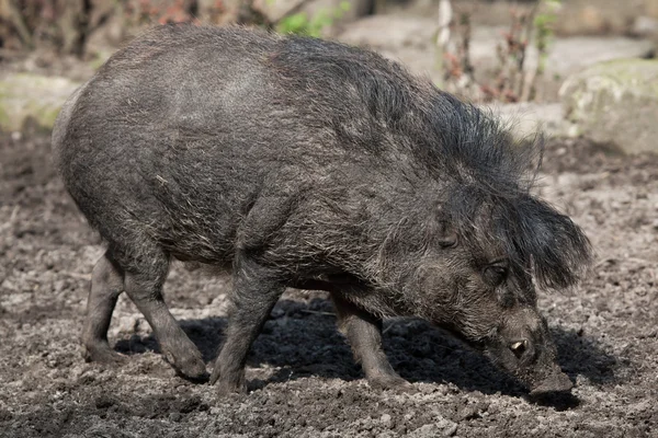 Visayan Warzenschwein — Stockfoto