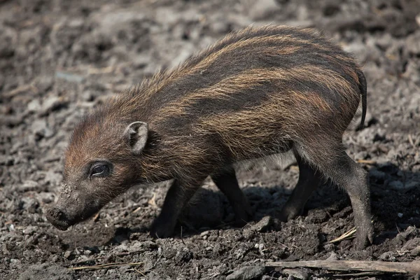 Visayan vårtliknande gris — Stockfoto