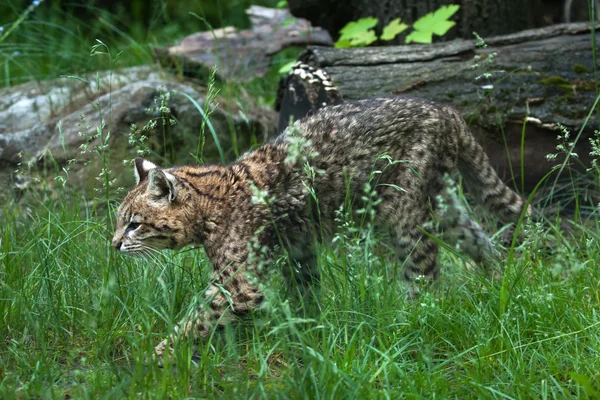 Кошка Жоффруа (Leopardus geoffroyi ) — стоковое фото