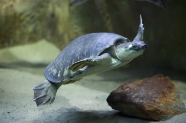 Domuz burunlu kaplumbağa (Carettochelys insculpta)