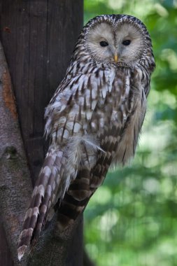Ural baykuş (Strix uralensis)
