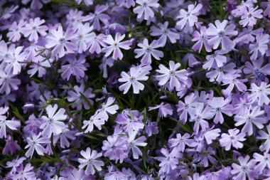 sürünen phlox (phlox subulata)