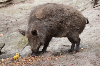Yaban domuzu (Sus Scrofa)