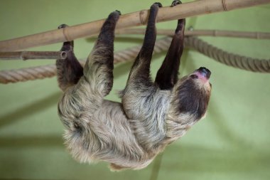 Linnaeus's two-toed sloth  clipart