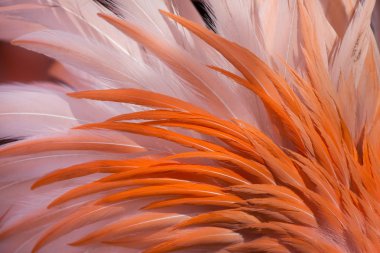 Caribbean flamingo tüyleri doku