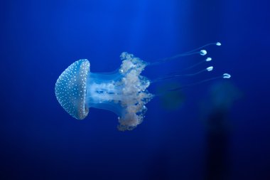 Beyaz benekli denizanası (Phyllorhiza punctata)