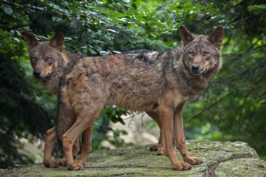İber kurt (Canis lupus signatus)