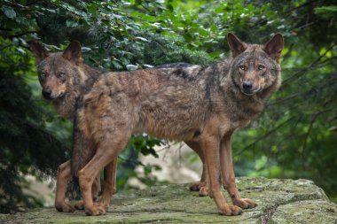 Iberian wolves (Canis lupus signatus) clipart