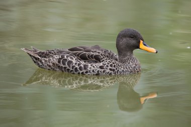 Sarı gagalı ördek (Anas undulata)