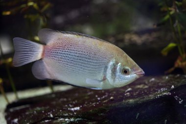 Öpüşen gurami (Helostoma temmincki)