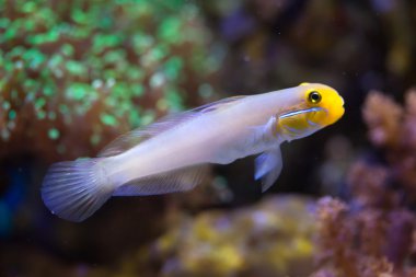 Blueband kaya balığı (Valenciennea strigata)
